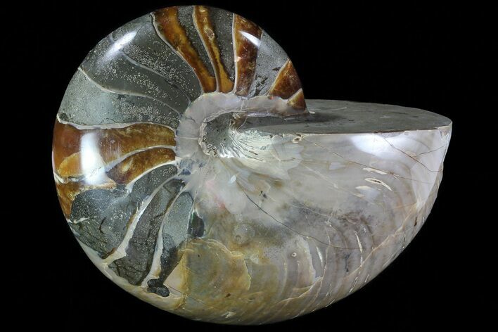 Bargain, Polished Nautilus Fossil - Madagascar #81406